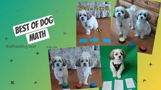 Thumbnail: Best of Dog Math Compilation