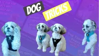 Thumbnail: Dog Trick Compilation