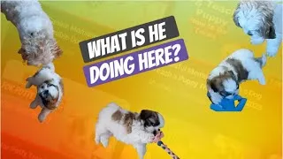 Thumbnail: When You Get a Little Brother | Puppy's First Day Home