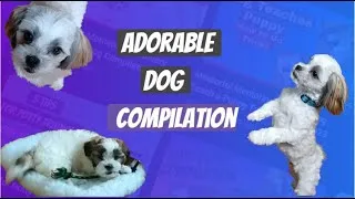 Thumbnail: Adorable Moments with Two Maltese Shih Tzu Puppies