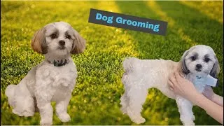 Thumbnail: How to Groom Your Dog at Home