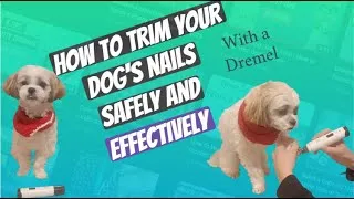 Thumbnail: How to Trim Your Dog's Nails with a Dremel: A Step-by-Step Guide