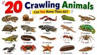 Thumbnail: 20 Crawling Animals Name in English 🐍 | Animal Names with Pictures, Pronunciation & Facts for Kids