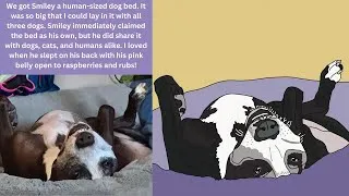 Thumbnail: Weekly Video from a Page of What Smiley the Rescue Dog Didn't Know Book & Fun Fact 23 #SmileySundays