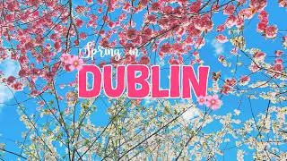 Thumbnail: Spring in Dublin 🌸🌿 | Herbert Park Cherry Blossoms, Swans & Sunny Day Walk 🌞 | Relaxing Dublin Vlog