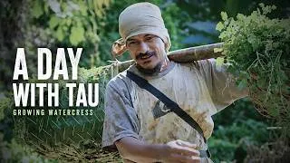 Thumbnail: A Day With Tau | The Secret to Tau's Watercress Farm