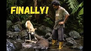 Thumbnail: Tau Finally Caught a Wild Pig | Traditional Catch & Cook in Samoa