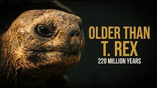 Thumbnail: Turtles Are Older Than Trees, Snakes, and T. Rex — Here's How They Survived