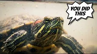 Thumbnail: Why Is Your Turtle Tank Cloudy? (Stop Making It Worse)