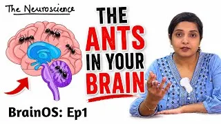 Thumbnail: The Only 1 Way to Stop Negative Thoughts | Ep 1 Brain OS