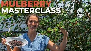 Thumbnail: Watch This Before You Plant Mulberries