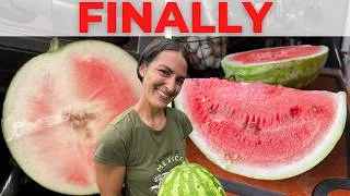 Thumbnail: Why Your Watermelon Fails in Heat & Humidity (And How to Finally Fix It)