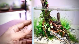 Thumbnail: I Built a Stunning Micro Aquascape 💧🌿 