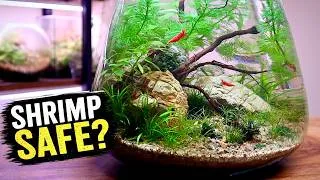 Thumbnail: Is My No-Filter Nano Ecosystem Safe for Shrimp 🦐 🌿 ?