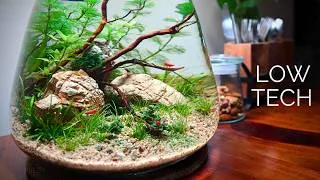 Thumbnail: I Built a Nano Ecosystem for Cherry Shrimp🦐(No Filter, Low Tech)