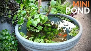 Thumbnail: I Built a Natural Mini Pond 🌿🐟 on My Terrace for Platy Fish