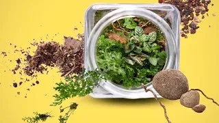 Thumbnail: I Took 600 Photos to Create This Nature Terrarium 🌿