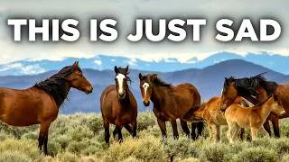 Thumbnail: Trump is letting them slaughter wild horses now