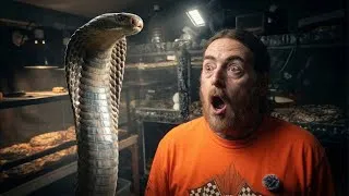 Thumbnail: Meet Bernie The Biggest King Cobra In “MERICA”