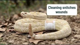 Thumbnail: Western Diamondback Medical Attention