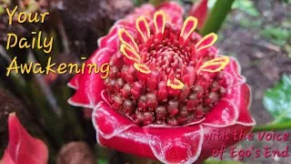 Thumbnail: Things to Release if You're Ready for a New Version of You: Your Daily Awakening 199