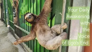 Thumbnail: Stanislav Grof & his L S D Experiments: Your Daily Awakening with the Voice of Ego’s End 198