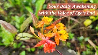 Thumbnail: 3 Minute Sequence to Fall Asleep Fast: Your Daily Awakening with the Voice of Ego’s End 197