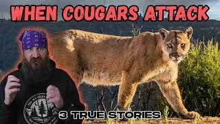 Thumbnail: 3 Chilling TRUE STORIES of Cougar Attacks