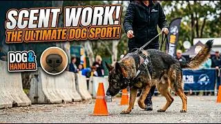 Thumbnail: Dog Sports: Scent Work