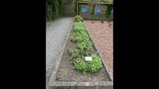 Thumbnail: Les fruits après la canicule 2026 #namur