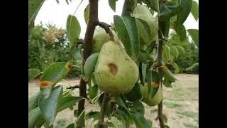 Thumbnail: ☀️🌿« Le Jardin des Fruits de Wépion : Quand la nature résiste à la canicule 2026 ! »