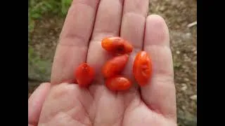 Thumbnail: 💚🍎🍏  Visite du jardin des fruits de Wépion #namur