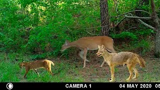 Thumbnail: Sam Houston National Forest - Card Pull