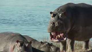 Thumbnail: The beautiful Africa wildlife animals 🌎