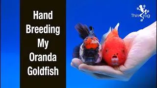 Thumbnail: How to Breed GOLDFISH (Hand Breeding)