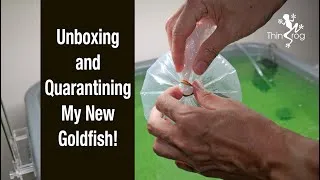 Thumbnail: Unboxing and Quarantining My NEW Goldfish