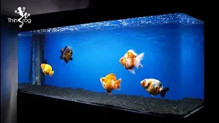 Thumbnail: Fun time to feed my Jumbo Goldfish with steam egg & shrimp