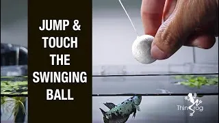 Thumbnail: Betta Fish Jumping Training