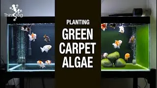 Thumbnail: Planting GREEN CARPET ALGAE