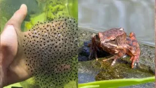 Thumbnail: Mini frog army from egg to adult frog in 6 months.
