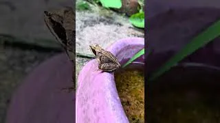 Thumbnail: Frog army day 145