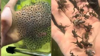 Thumbnail: Frog army