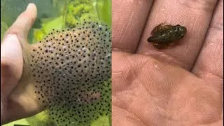 Thumbnail: Mini frog army from egg to frog in 4 months.