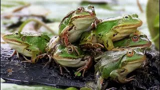 Thumbnail: Frog army week 1