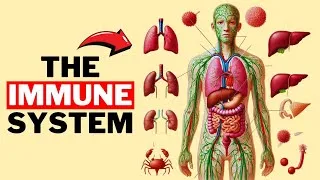 Thumbnail: The Immune System Explained in 14 Minutes