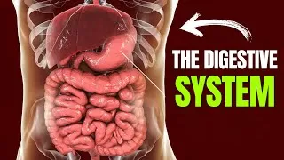 Thumbnail: The Digestive System Simplified in 15 Minutes