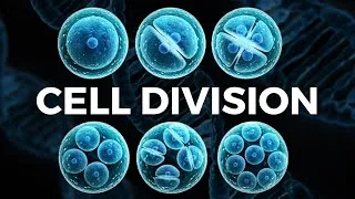 Thumbnail: Cell Division Explained in 10 Minutes!