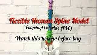 Thumbnail: Flexible Human Spine Model. (PVC) #spine #amazon 
