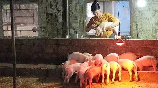 Thumbnail: I bought 14 piglets for $865. /@ThoaRurallife  #205 