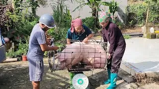 Thumbnail: Đã bán một con lợn nặng 100kg và mua một con lợn đực với giá 134 đô la /@ThoaRurallife  #204